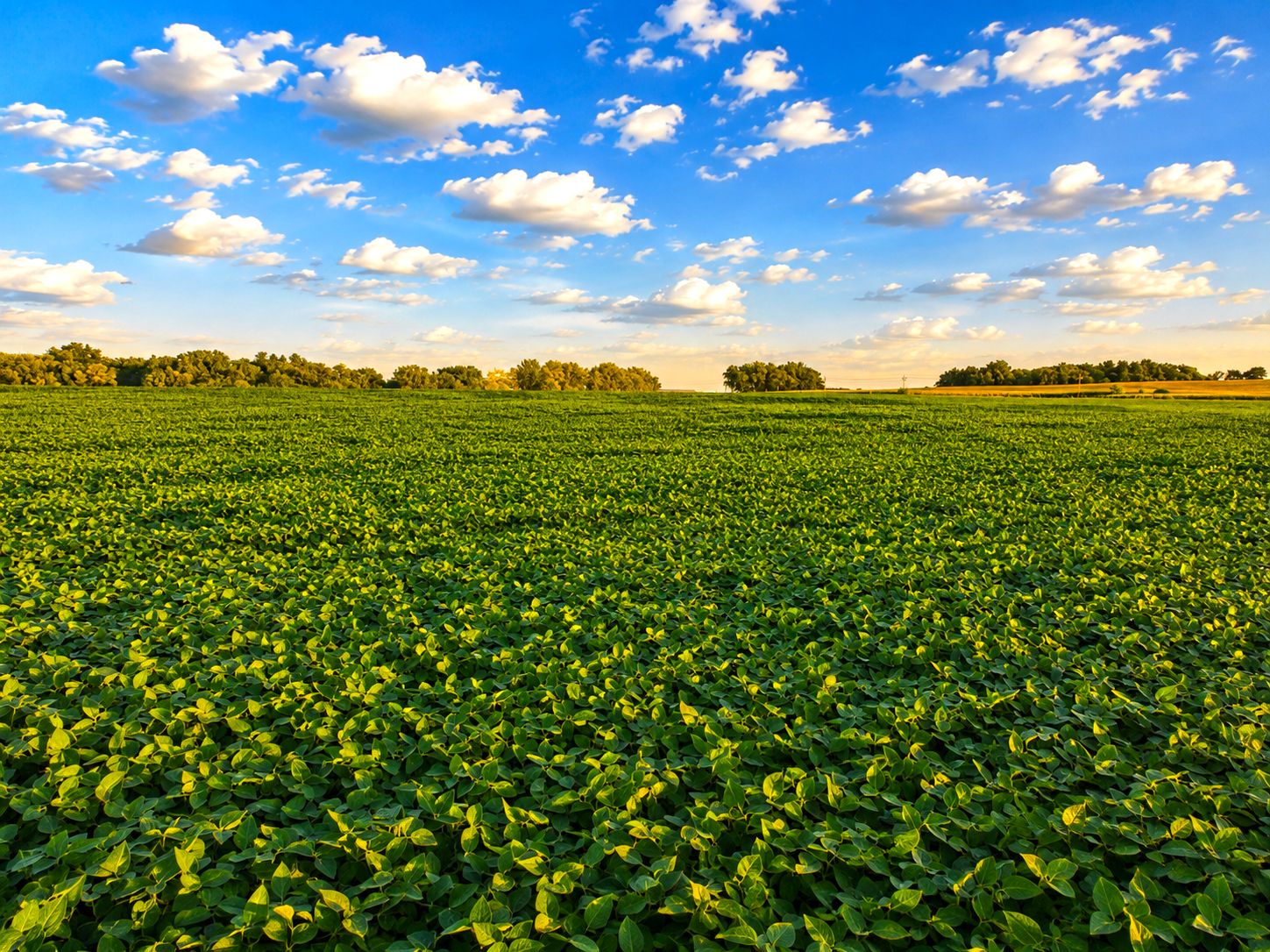 Listing Photo: Iowa-Crop-Land-For-Sale